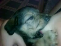 Dog sucking the milk out of beastie gal's tits